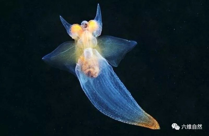 美丽的裸海蝶,让人难于相信它是肉食性掠食动物!