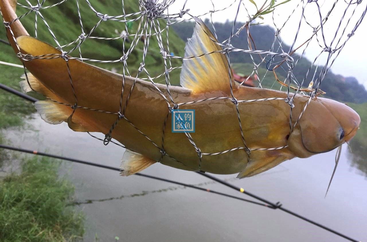 长江支流,爆钓一箱30多斤江黄,收获9条一斤的稀有"牛尾巴鱼"