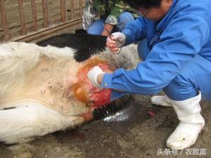 犊牛常见多发病脐带炎预防治疗齐下手治愈率高达98