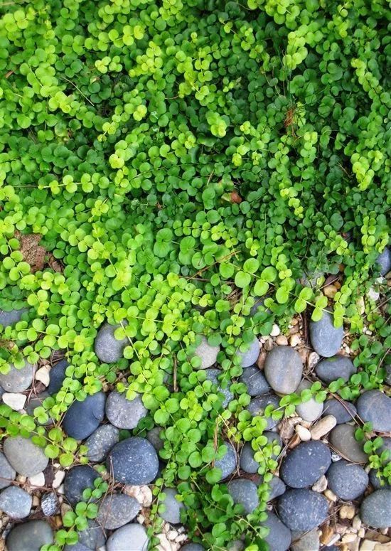 适合养在院子或露台上的11种匍匐小花一不小心就长成一片花毯