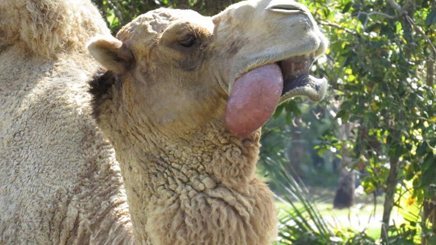 骆驼从嘴里吐出来的球,是用来干什么的?说出来你都不敢信