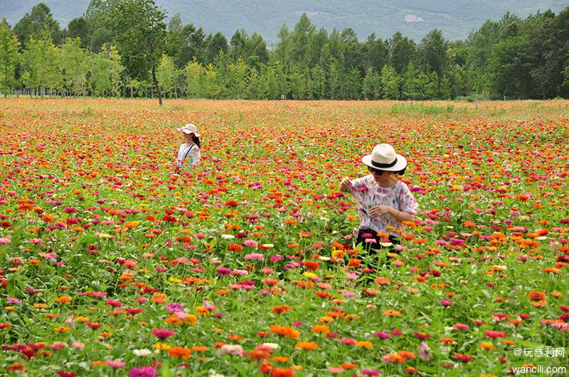 蓝天白云花海草坪,慈利琵琶生态园已是童话世界