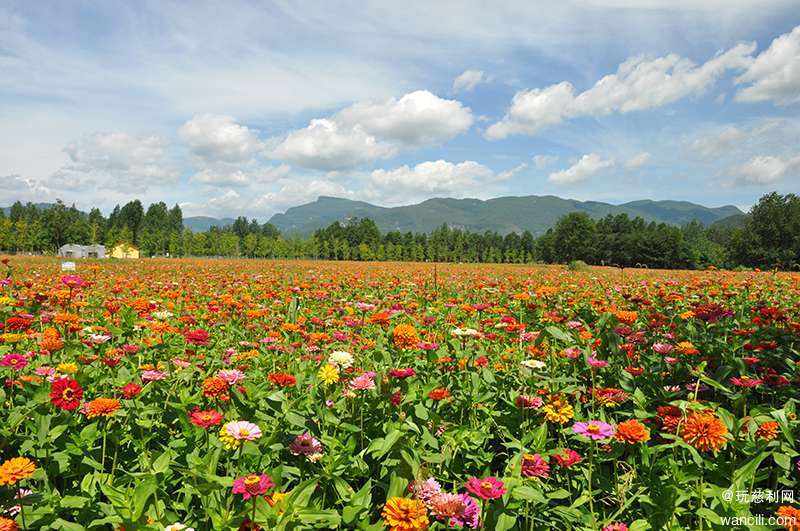 蓝天白云花海草坪,慈利琵琶生态园已是童话世界