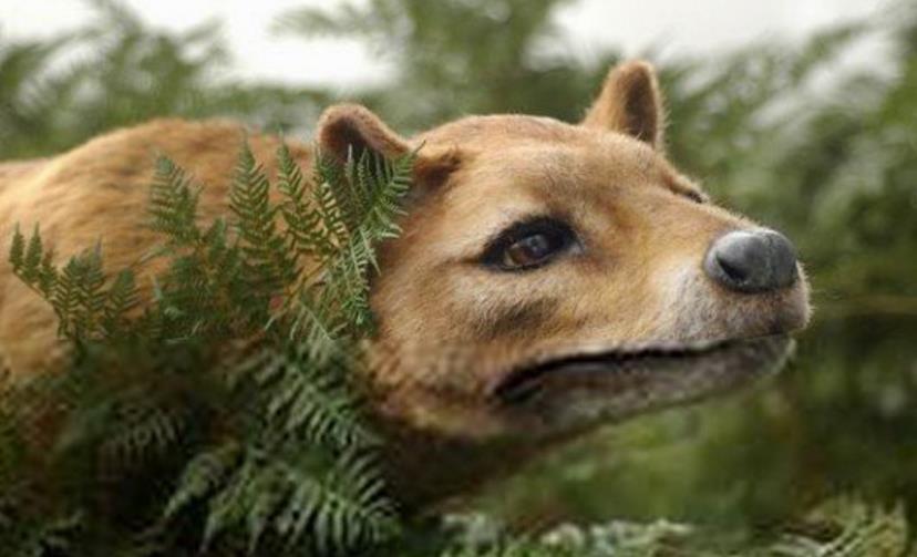 加上后来只分布于塔斯马尼亚岛上,所以也被叫做塔斯马尼亚虎,这一有袋