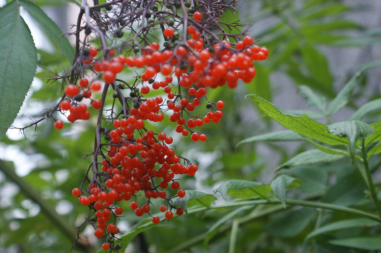上图这种野果子,我相信南方的朋友,百分之九十的人应该都有吃过.