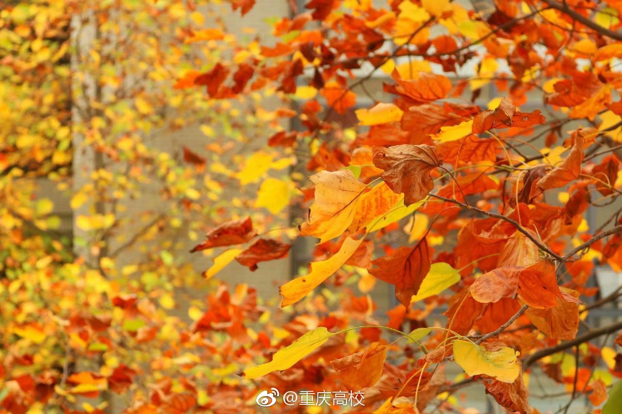 落叶黄色配色搭配 军绿色大衣怎么选择内搭