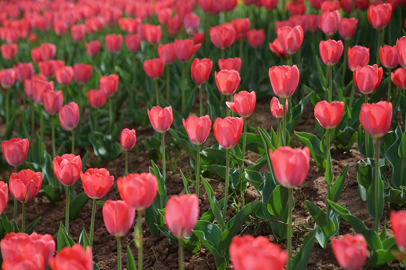 秦岭国家植物园里漫山遍野开满鲜花郁金香花海五彩缤纷