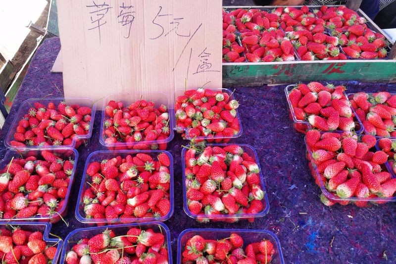 大集草莓5,6,7块钱一斤 十块钱吃到饱 也有人为12块钱一斤坚守