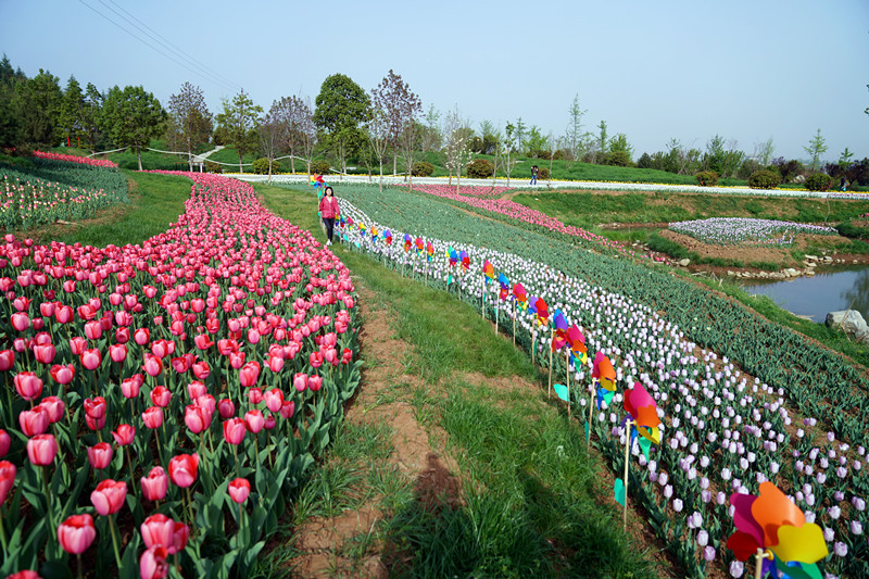 秦岭国家植物园里漫山遍野开满鲜花郁金香花海五彩缤纷