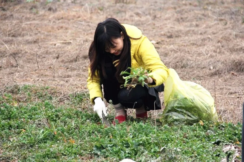 拎着小铲子到郊外挖野菜吧!