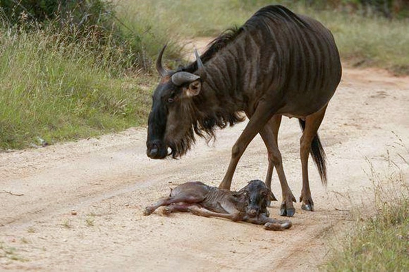 小角马出生后,趴在地上站不起来,母角马守旁边耐心教导