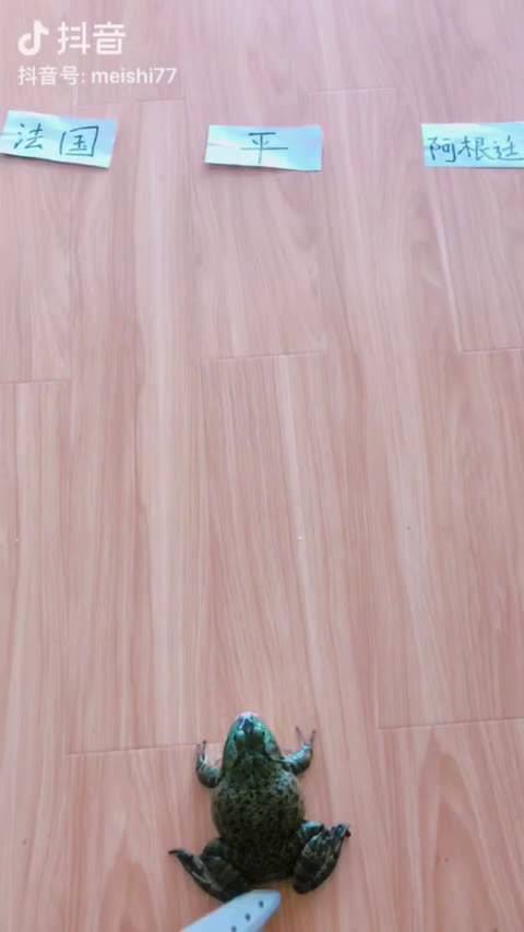 今晚世界杯比赛 阿根廷VS法国 不赢就拿蛙兄当