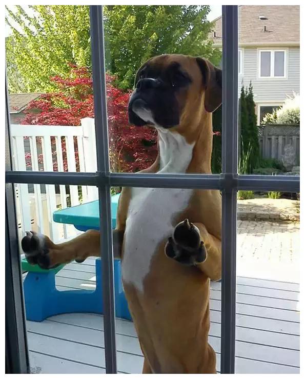 当宠物被关在门外,它们的表情亮了!