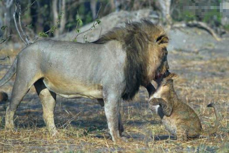 幼崽发现雄狮偷吃肉,跑到面前一脸不高兴,直接大发怒气|小狮子|雄狮