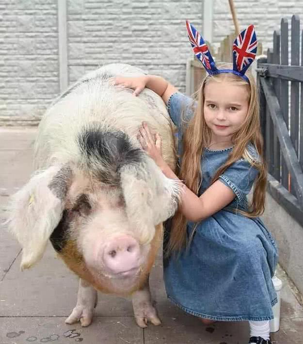 本想养只迷你猪,结果胖成了540斤的猪大壮,小女孩爱它如初