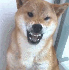 柴犬嫌粮少对主人龇牙上去就是一大嘴巴子给你惯的