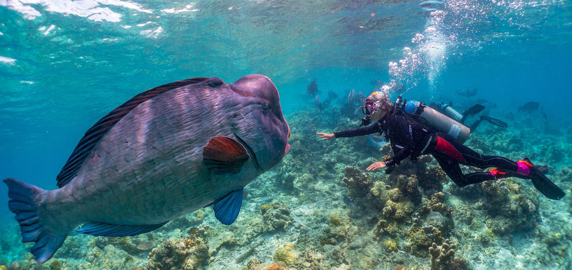 仙本那潜水摄影之旅的最后一天,继续诗巴丹的海底世界的绚美