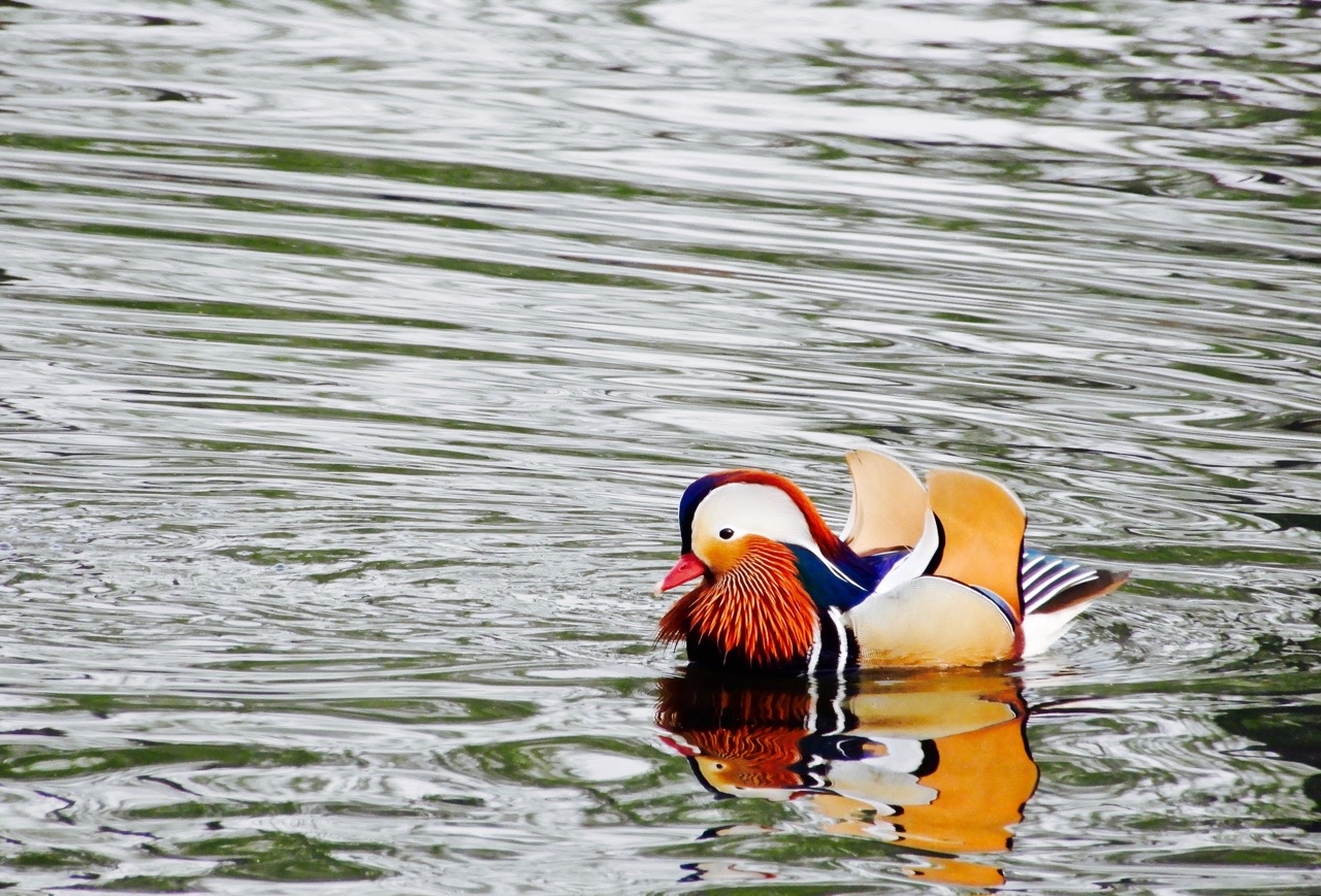 瑟图公鸳鸯真好看