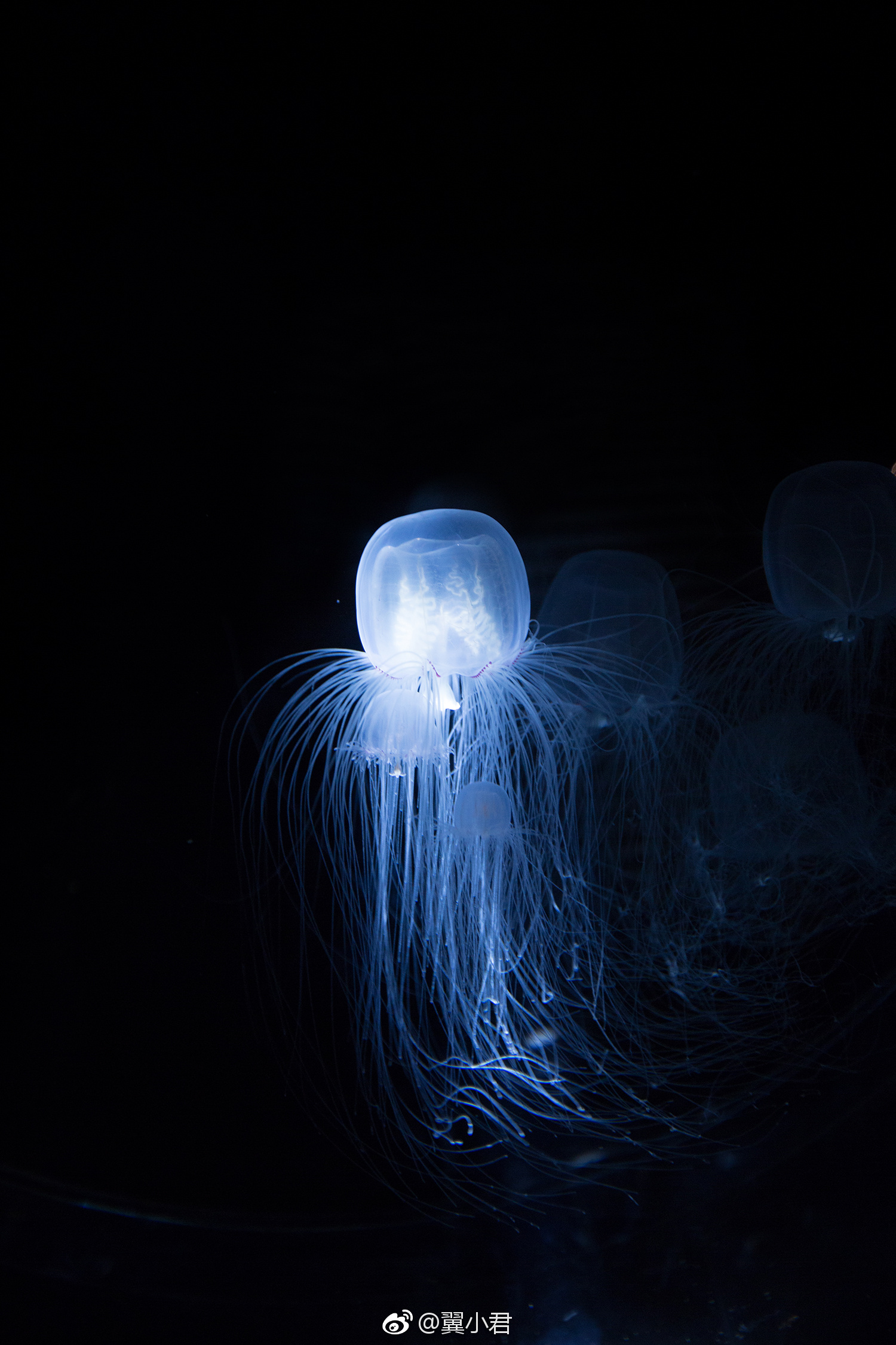 海月星河|大阪水游馆|胶片机|海洋馆|水母_新浪新闻