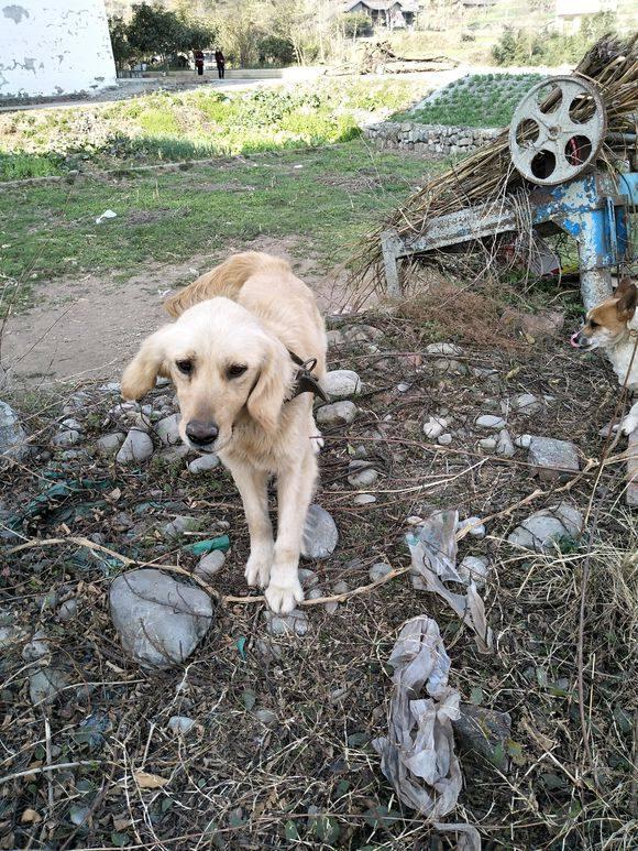 村里的流浪大黄狗,你绝对不知道的秘密|狗狗|村里|大黄狗_新浪新闻