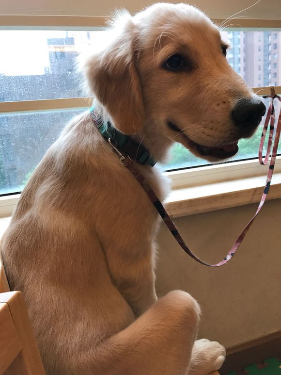 金毛坐在窗前发呆,它可能是在想:自己毛为什么越来越少