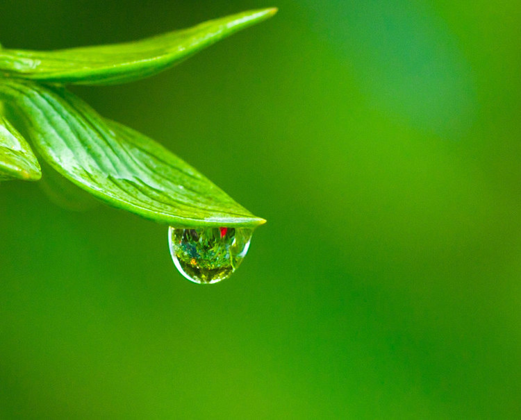 它只是一滴露珠尽管微小但不懦弱