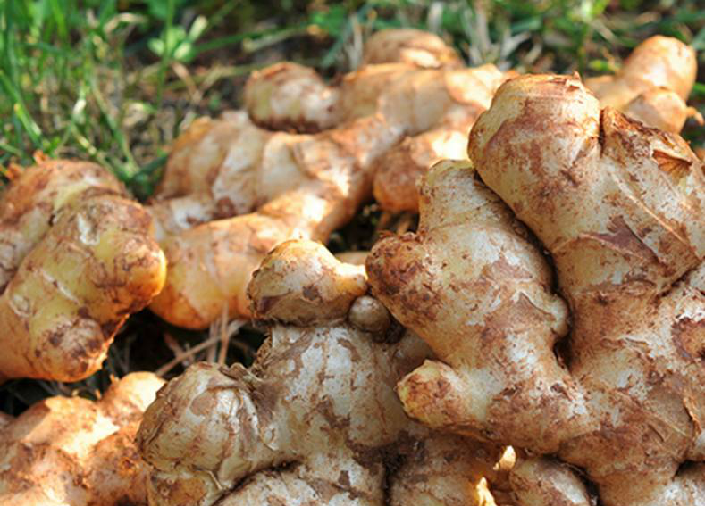 农村婆婆每天早上含片生姜坚持一周后身体发生这样的变化