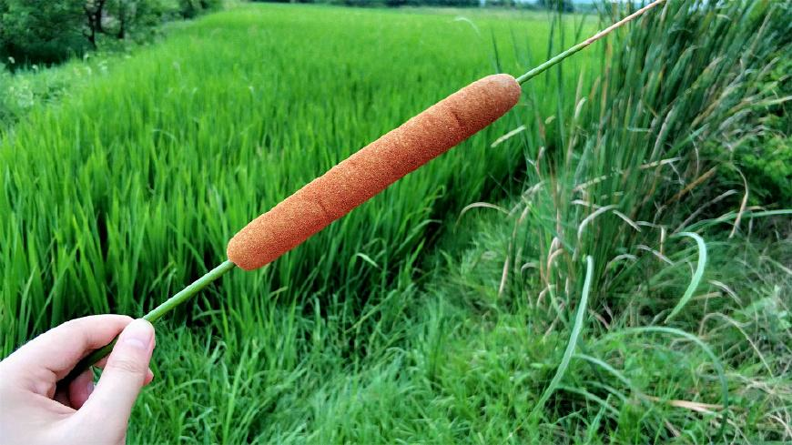 农村田边的"香肠",过去农民见到就砍,如今30元一斤成稀罕野菜