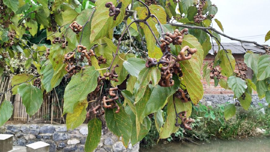 农村有一种水果叫拐枣人称万寿果拿到城里去卖20元1斤