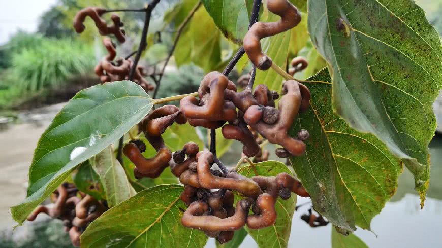 农村有一种水果叫拐枣人称万寿果拿到城里去卖20元1斤