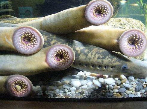 男子野外爬山发现七孔鳗鱼表明光滑无鳞片牙齿锋利