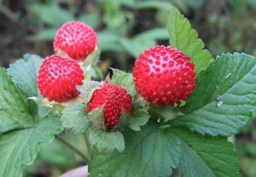 农村有种野果,听名字就让人害怕,农村长大的孩子,也不一定敢吃