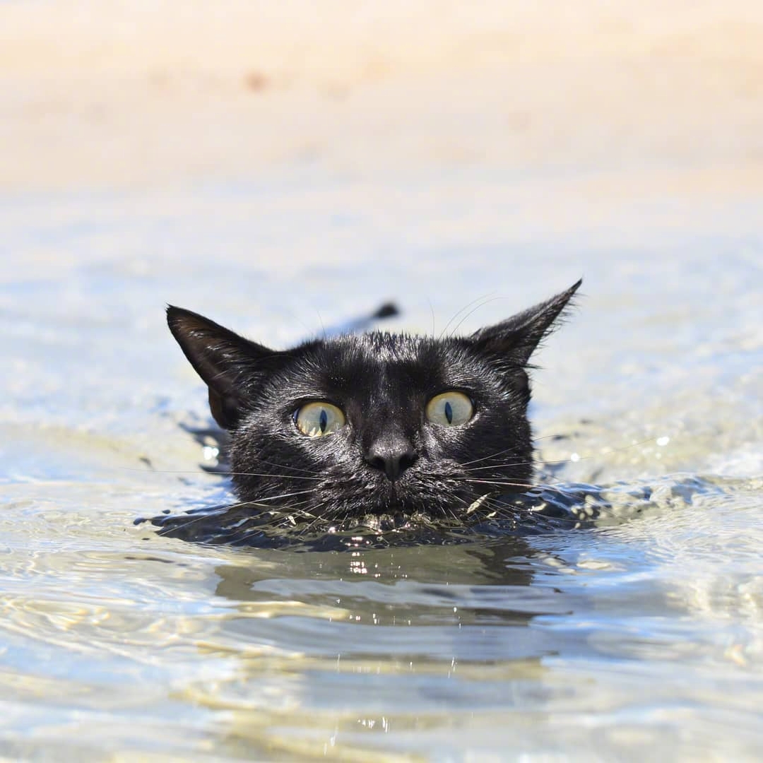 也许是世界上最炫酷的黑猫nathan,不因为别的
