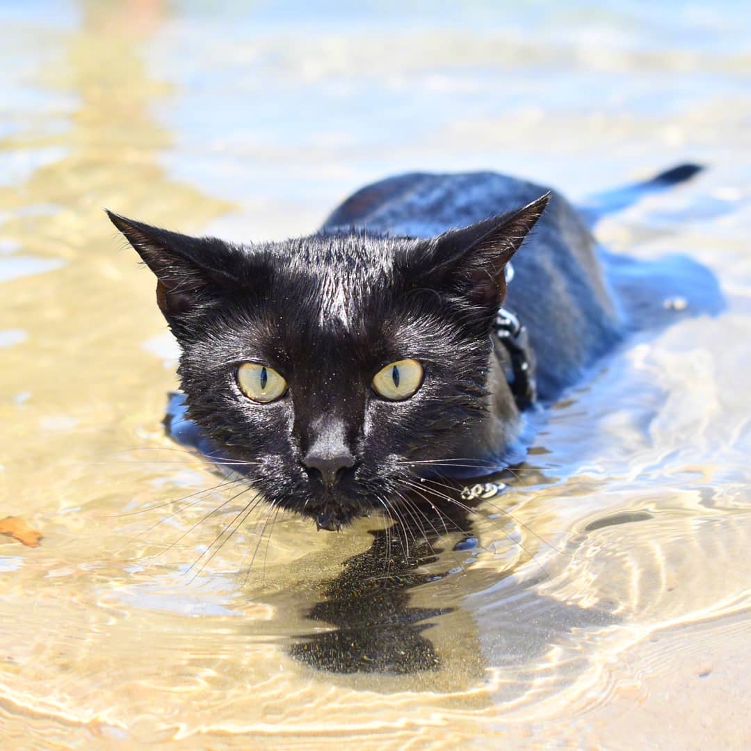 也许是世界上最炫酷的黑猫nathan,不因为别的