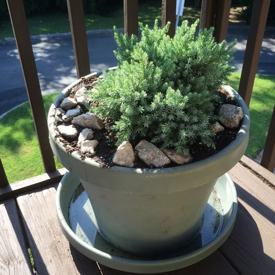十种适合养花盆里非常耐寒的植物,还能养成组合盆栽