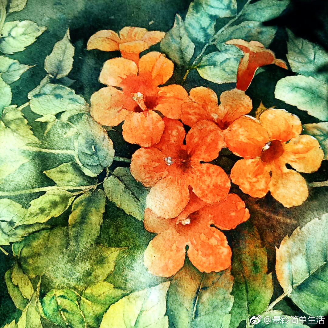 花间意 · 深绿朱红凌霄花 投稿(@悬铃简单生活)