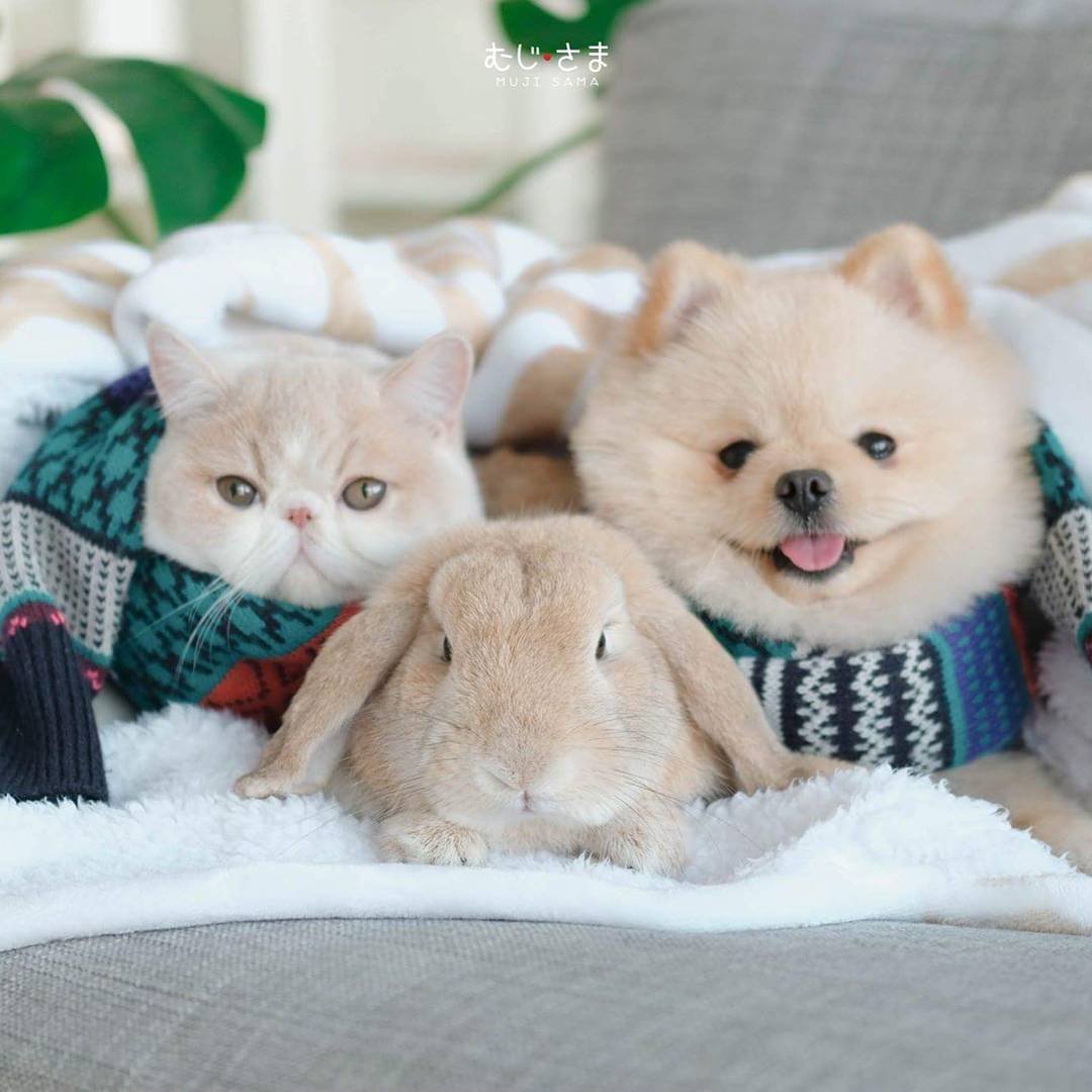 家有一猫一狗一兔,每天都有满满的爱,这种生活太让人羡慕啦!