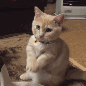 45度一个来自猫咪治愈的角度,你被我们迷倒了吗?