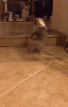 柯基爬不上阶梯,气到直接来了个标准的劈叉,笑喷了.