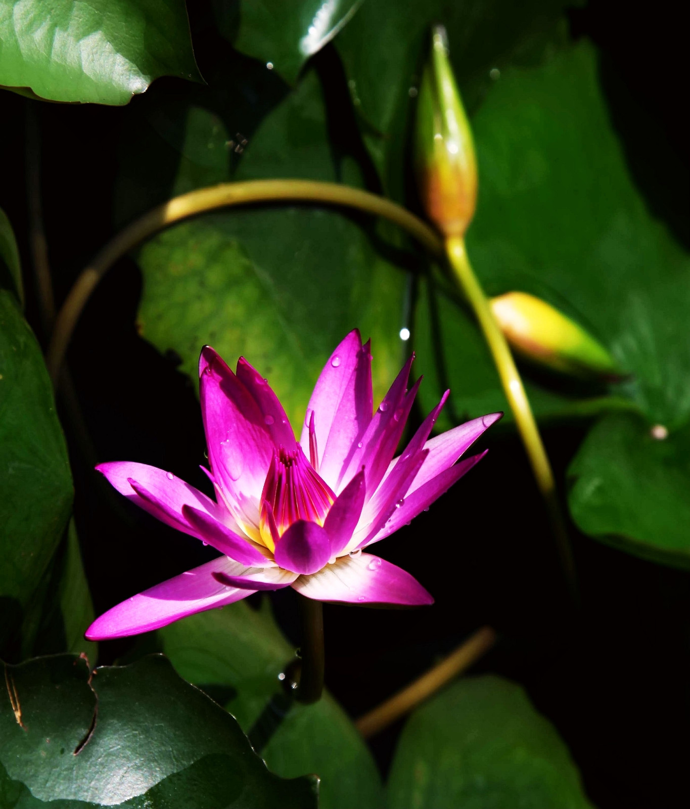 到花都水城武进去,九品香睡莲惹人爱.