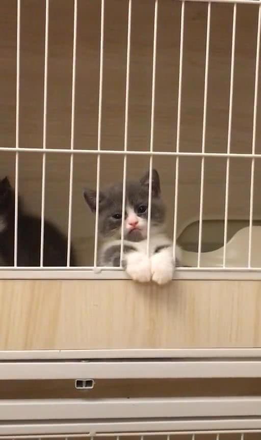 多了,我决定带女儿回家,女儿突然叫住我,妈妈,你看这只猫,它太可爱了