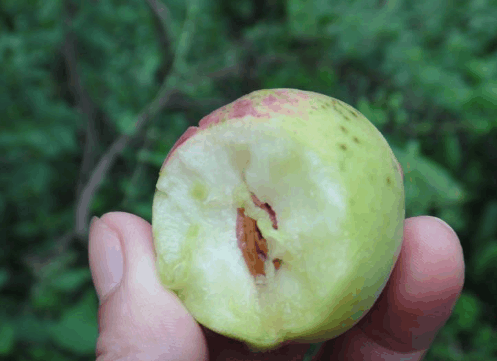 农村的一种水果, 浑身长满毛, 以前很常见, 现在却很稀有了