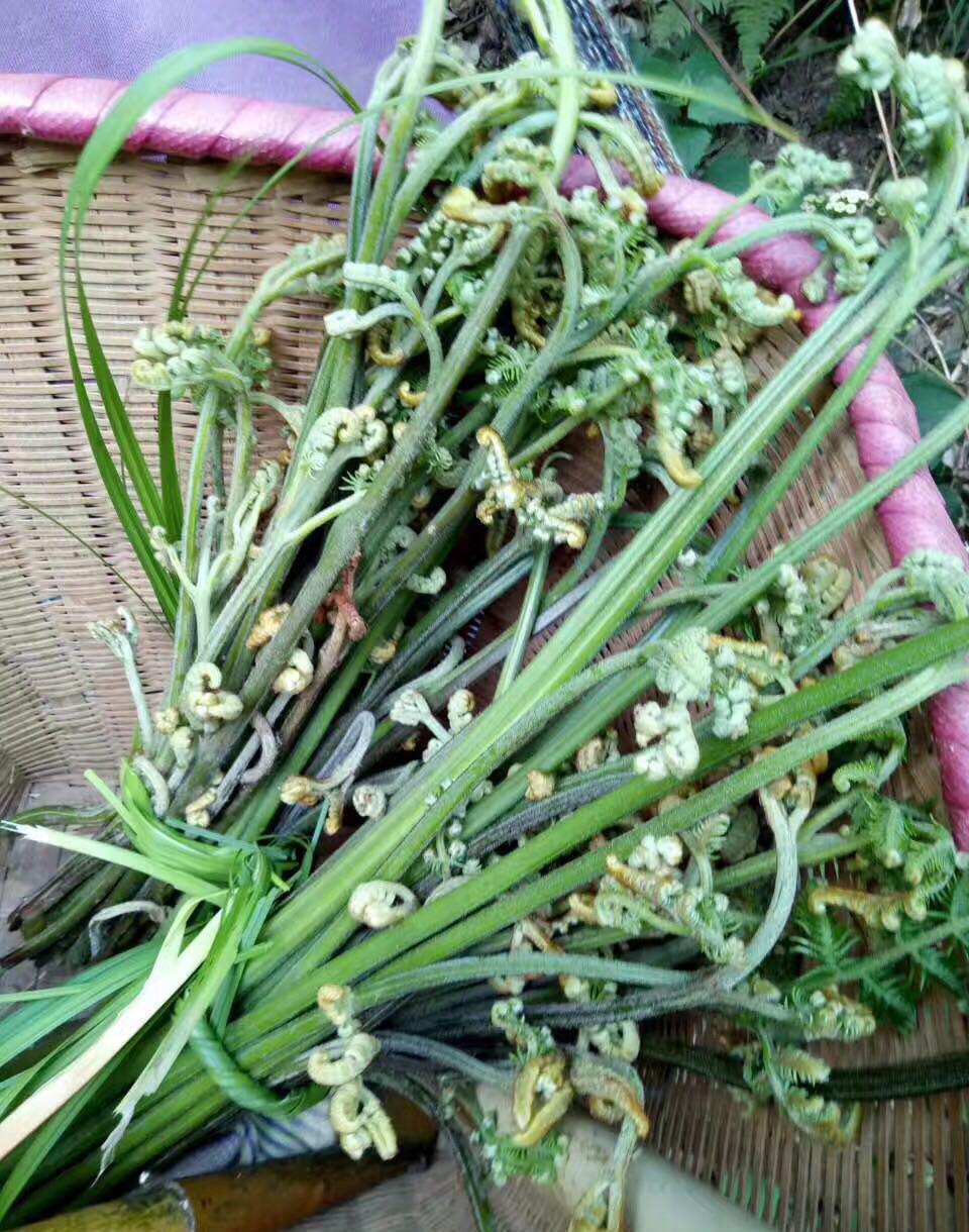 新鲜的龙爪菜凉拌十分开胃.