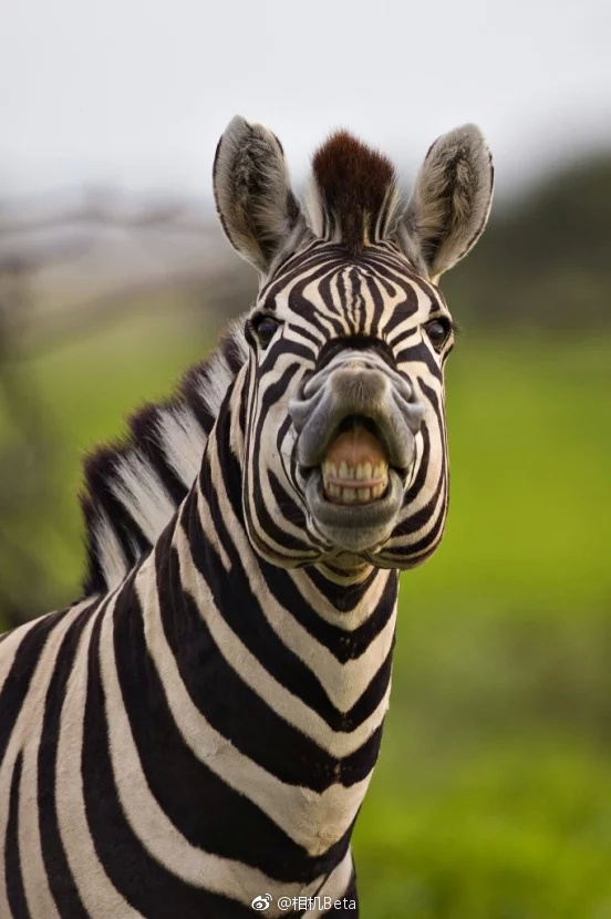 摄影师抓拍的"咧嘴笑"的老虎