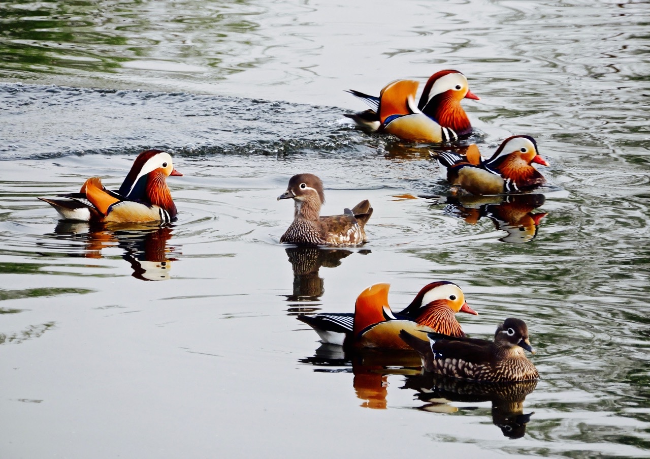 瑟图 | 公鸳鸯真好看