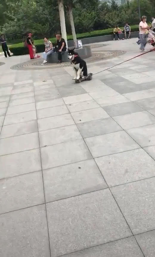 大爷|哈士奇|遛狗_新浪新闻