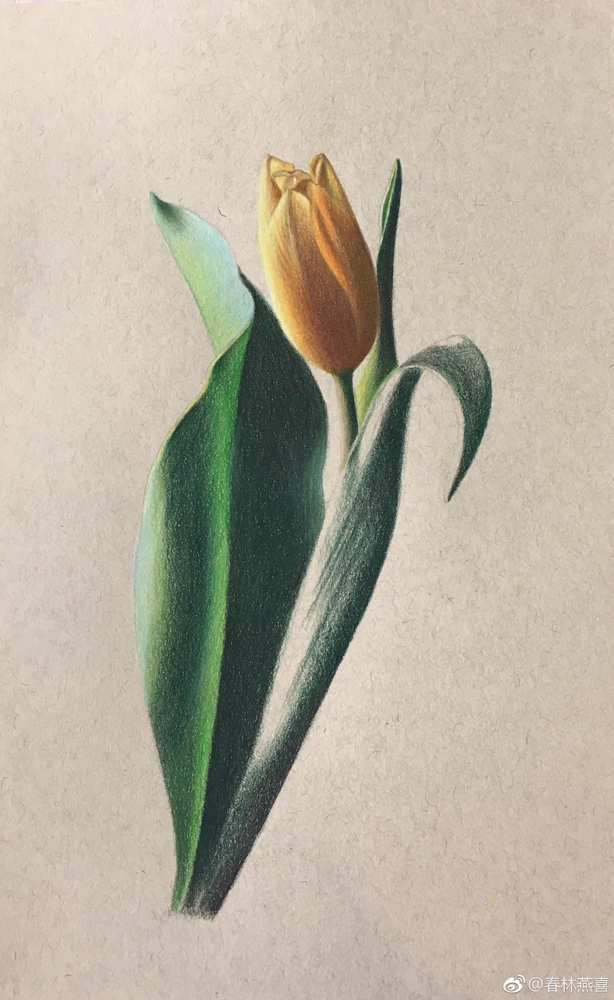 彩铅花卉绿辉油性彩铅丝蒂摩暖棕素描纸投稿