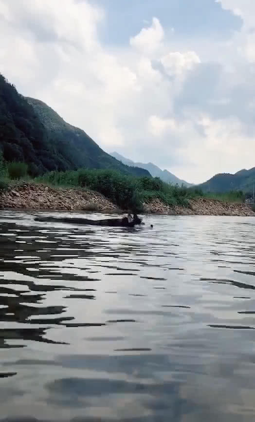 哈士奇在河里游泳,主人发现不对劲,蹲下去一看后,忍不住笑喷!