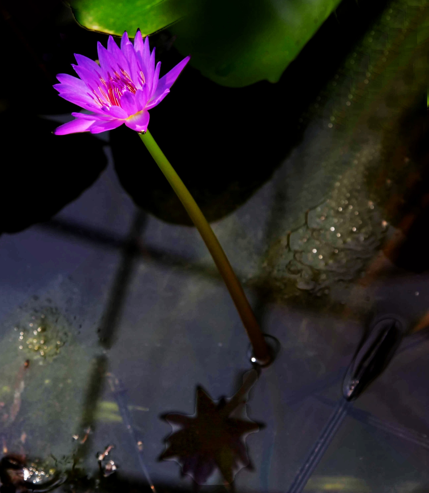 到花都水城武进去,九品香睡莲惹人爱.