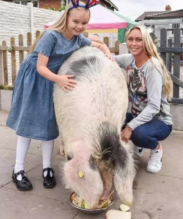 本想养只迷你猪,结果胖成了540斤的猪大壮,小女孩爱它如初